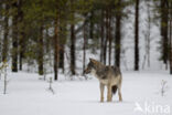 Wolf (Canis lupus)