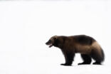 Veelvraat (Gulo gulo luscus)