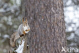 Eekhoorn (Sciurus vulgaris)