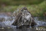 Sperwer (Accipiter nisus)