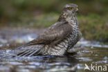 Sperwer (Accipiter nisus)
