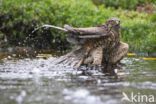 Sperwer (Accipiter nisus)