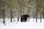 Bruine beer (Ursus arctos)