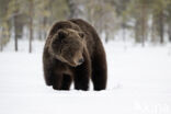 Bruine beer (Ursus arctos)