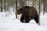 Bruine beer (Ursus arctos)