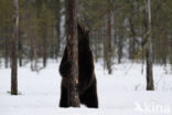 Bruine beer (Ursus arctos)