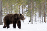 Bruine beer (Ursus arctos)