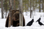 Bruine beer (Ursus arctos)
