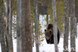 Bruine beer (Ursus arctos)