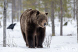 Bruine beer (Ursus arctos)