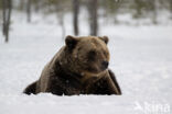 Bruine beer (Ursus arctos)