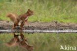 Eekhoorn (Sciurus vulgaris)