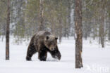 Bruine beer (Ursus arctos)