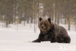 Bruine beer (Ursus arctos)