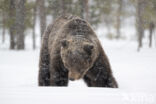 Bruine beer (Ursus arctos)
