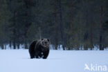 Bruine beer (Ursus arctos)