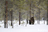 Bruine beer (Ursus arctos)