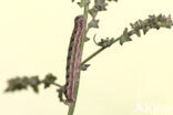Spurrie-uil (Discestra trifolii)