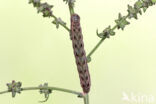 Spurrie-uil (Discestra trifolii)