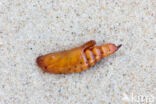 Cucullia asteris