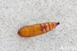 Cucullia asteris