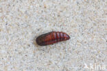Maagdenuil (Eucarto virgo)