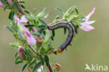 rose budworm (Pyrrhia umbra)