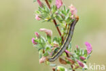 rose budworm (Pyrrhia umbra)