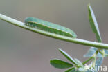 Pale Clouded Yellow (Colias hyale)