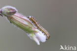 Cotton Bollworm (Helicoverpa armigera)