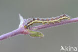 Cotton Bollworm (Helicoverpa armigera)