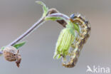 Cotton Bollworm (Helicoverpa armigera)