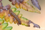 Small Fan-foot (Herminia grisealis)
