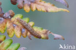 Small Fan-foot (Herminia grisealis)