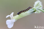 Cotton Bollworm (Helicoverpa armigera)