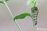 Cotton Bollworm (Helicoverpa armigera)