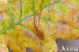 Oak Hook-tip (Watsonalla binaria)