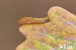 Oak Hook-tip (Watsonalla binaria)