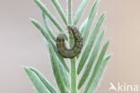 Cotton Bollworm (Helicoverpa armigera)