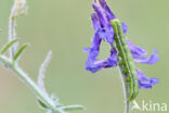 rose budworm (Pyrrhia umbra)