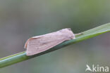 Large Wainscot (Rhizedra lutosa)