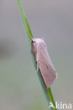 Large Wainscot (Rhizedra lutosa)