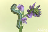 Cotton Bollworm (Helicoverpa armigera)