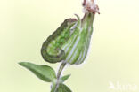 Cotton Bollworm (Helicoverpa armigera)