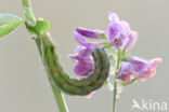 Cotton Bollworm (Helicoverpa armigera)