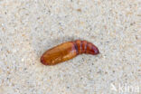 Cotton Bollworm (Helicoverpa armigera)