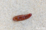 Cotton Bollworm (Helicoverpa armigera)