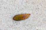 The Nutmeg (Discestra trifolii)