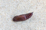 rose budworm (Pyrrhia umbra)