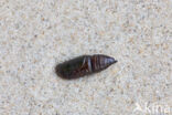 Dennenspanner (Bupalus piniaria)